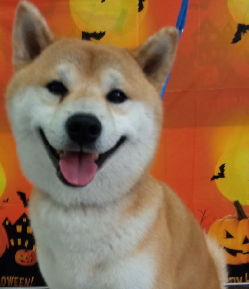 HappyDog Toelettatura - Foto 1