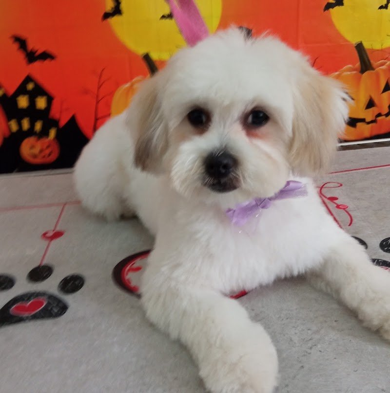 HappyDog Toelettatura - Foto 2