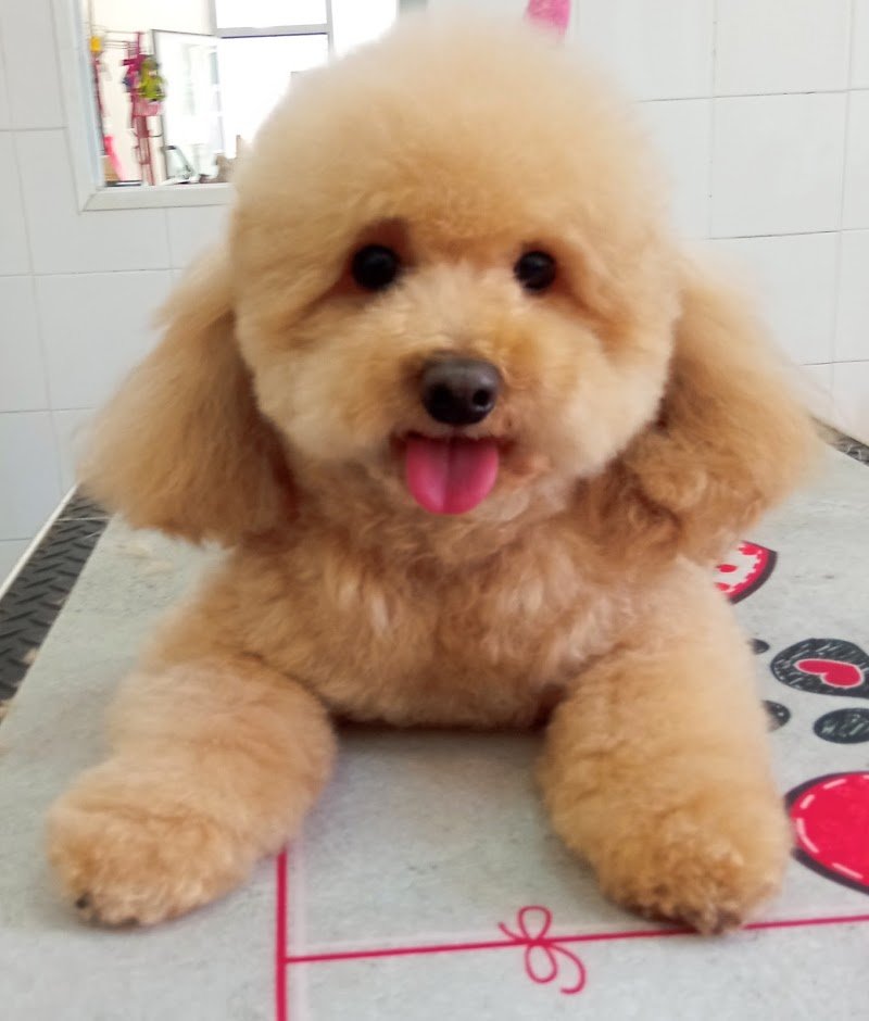 HappyDog Toelettatura - Foto 3