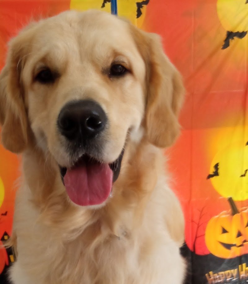 HappyDog Toelettatura - Foto 4