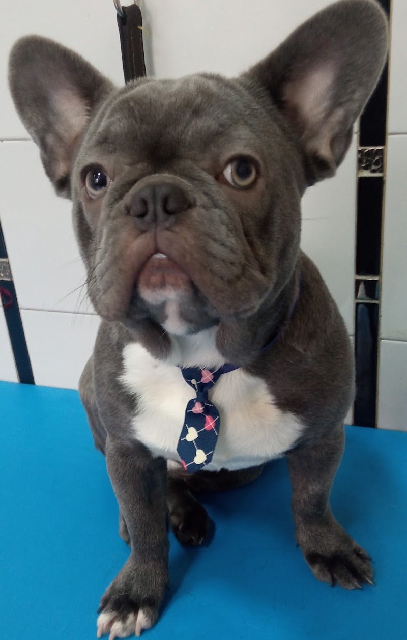 HappyDog Toelettatura - Foto 5