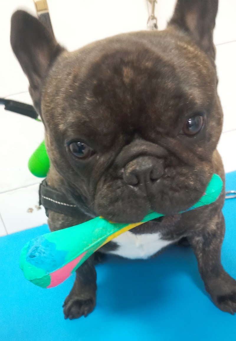 HappyDog Toelettatura - Foto 6