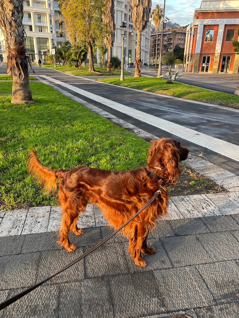 HappyDog Toelettatura - Foto 1