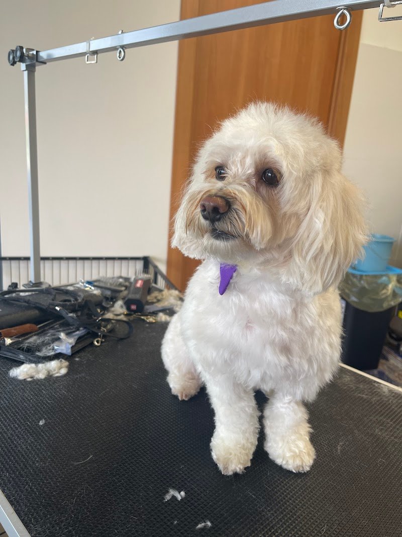 HappySpa toelettatura - Foto 2