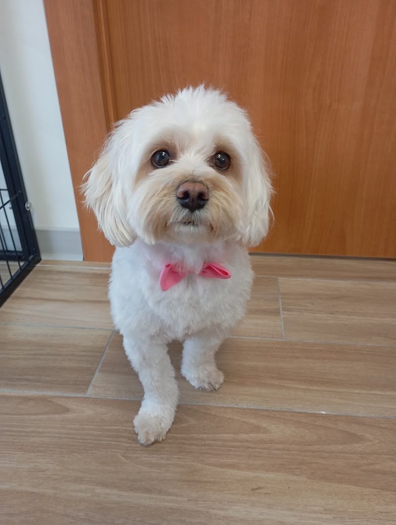 HappySpa toelettatura - Foto 3