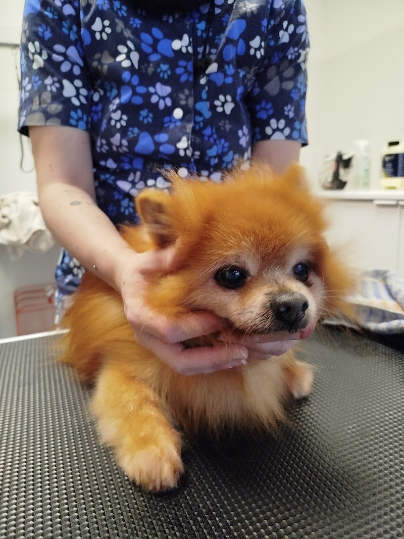 HappySpa toelettatura - Foto 4