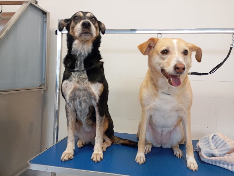 HappySpa toelettatura - Foto 5