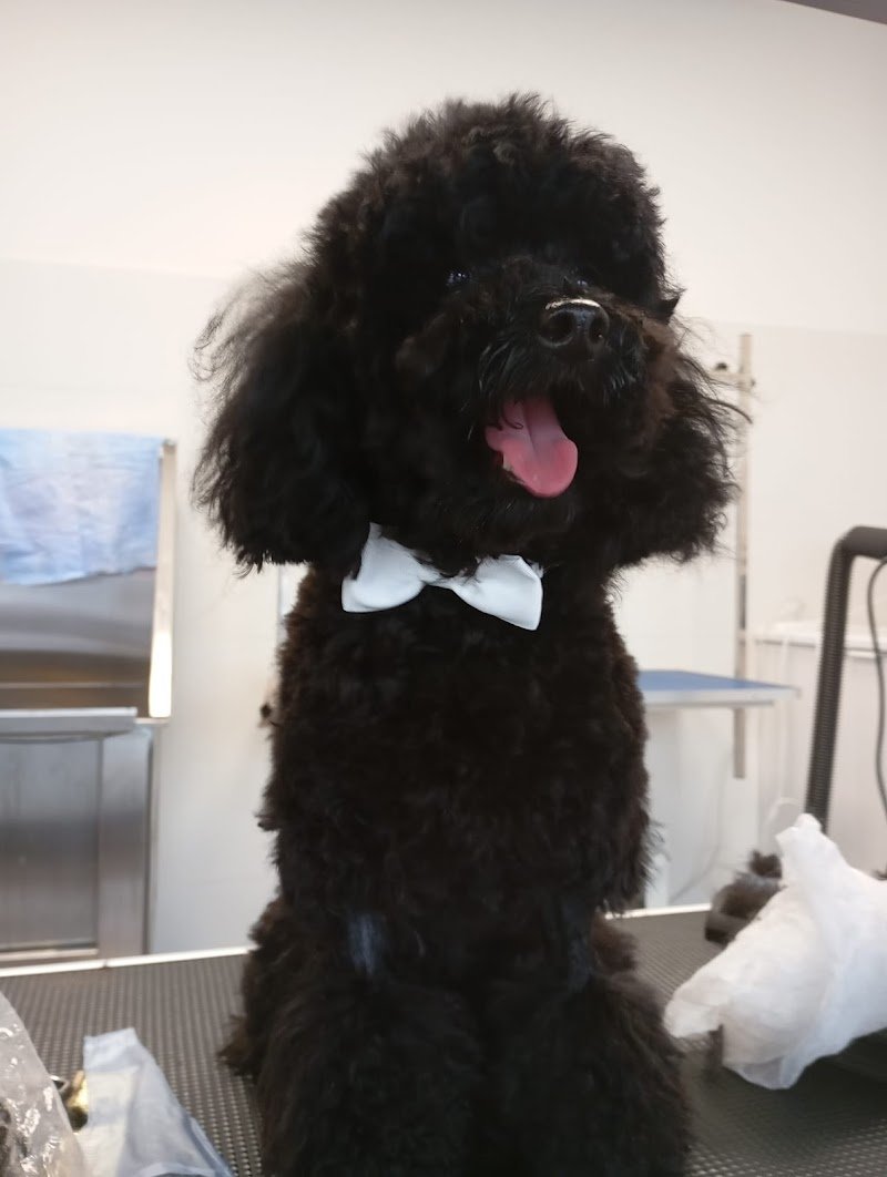 HappySpa toelettatura - Foto 6