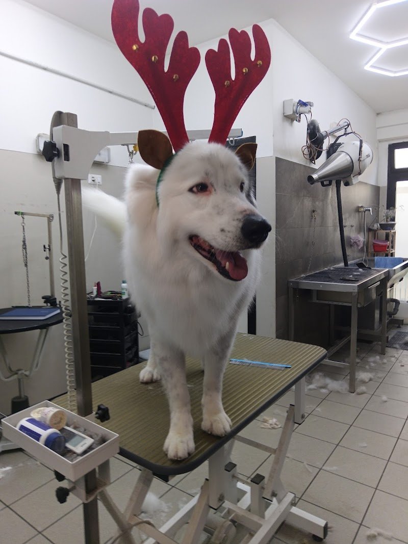 Harley Dog - Toelettatura - Foto 1