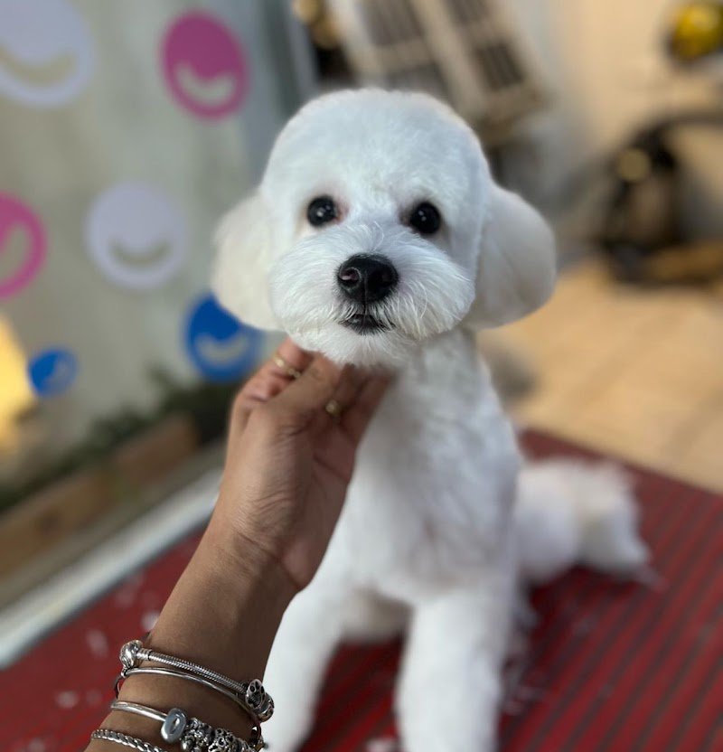 Havana Dog - Toelettatura e Pulizia Dentale per Animali a Bari - Foto 2