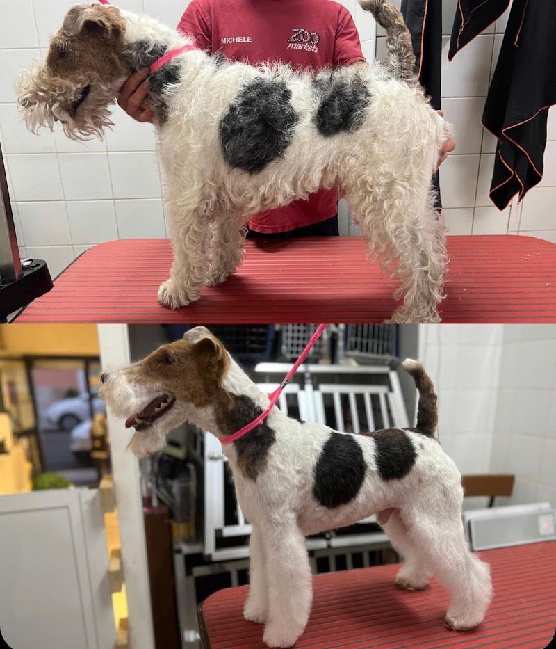 Havana Dog - Toelettatura e Pulizia Dentale per Animali a Bari - Foto 3