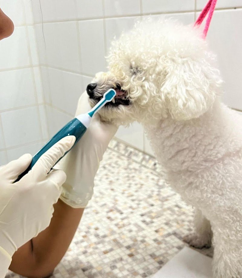 Havana Dog - Toelettatura e Pulizia Dentale per Animali a Bari - Foto 4