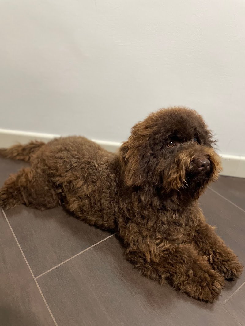 Havana Dog - Toelettatura e Pulizia Dentale per Animali a Bari - Foto 5