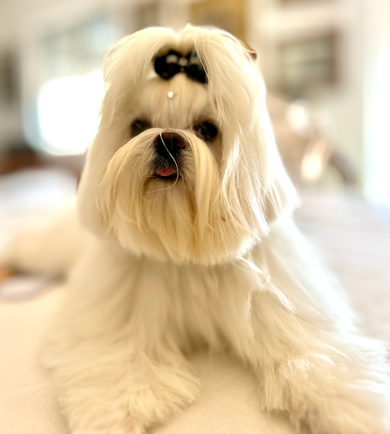 Havana Dog - Toelettatura e Pulizia Dentale per Animali a Bari - Foto 6