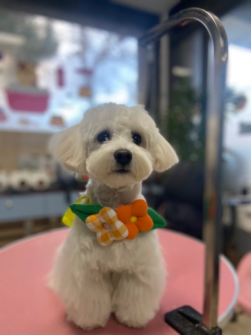 Hello Pet toelettatura alimenti per animali - Foto 2