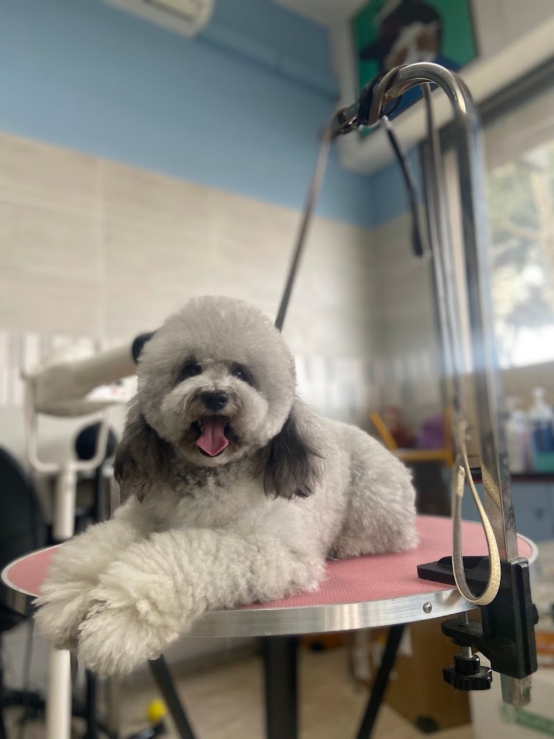 Hello Pet toelettatura alimenti per animali - Foto 4