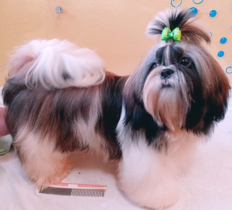 hollywoodog - Foto 1