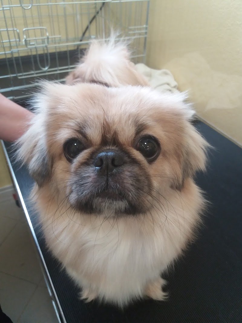 hollywoodog - Foto 3