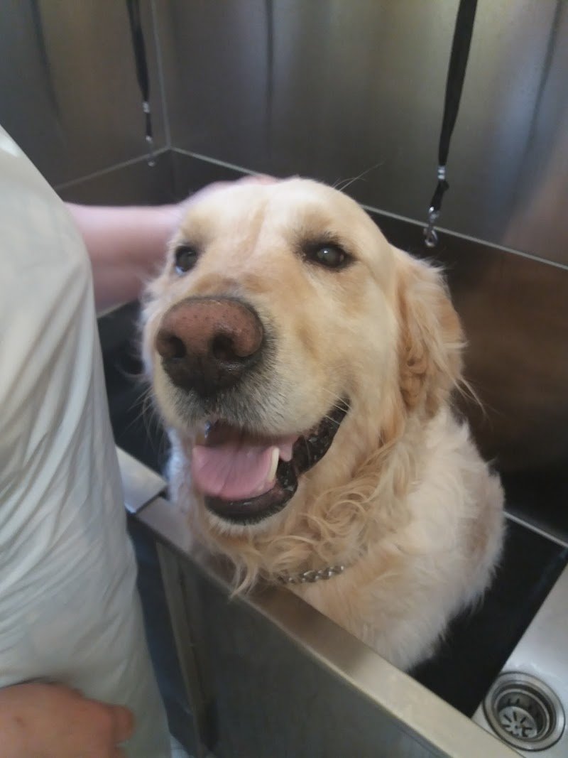 hollywoodog - Foto 5