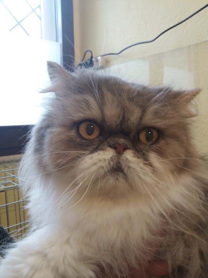 hollywoodog - Foto 6