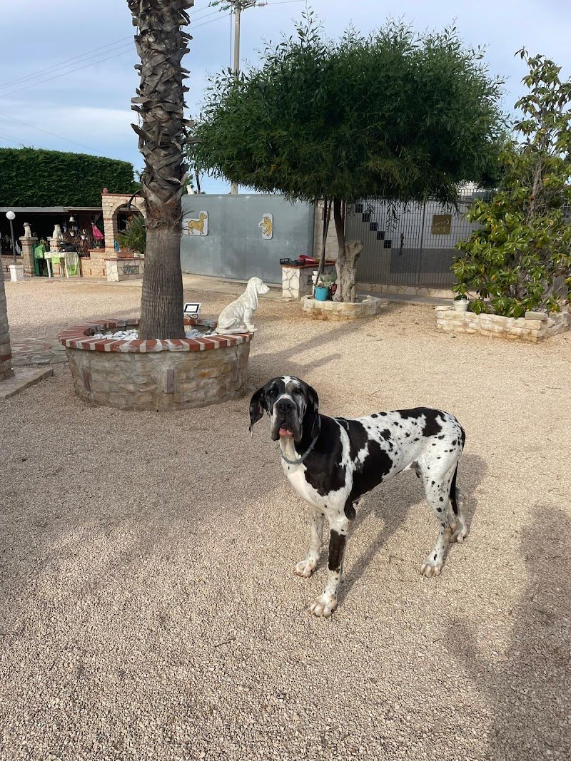 Hotel a Quattro Zampe Trani - Foto 2