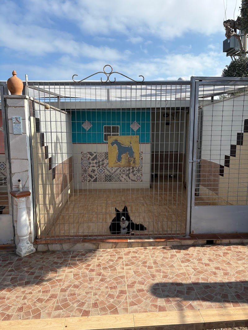 Hotel a Quattro Zampe Trani - Foto 4