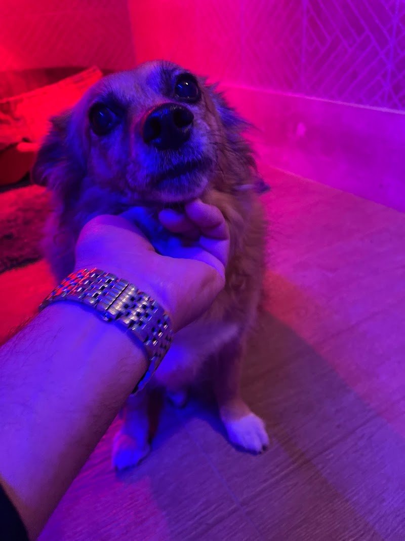 Hotel a Quattro Zampe Trani - Foto 6