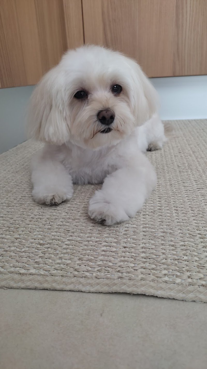 Hundesalon Nellydog - Salone per cani Nellydog - Foto 1