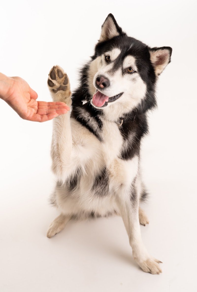 Hundesalon Nellydog - Salone per cani Nellydog - Foto 2