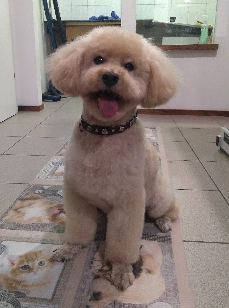 Hundesalon Nellydog - Salone per cani Nellydog - Foto 3