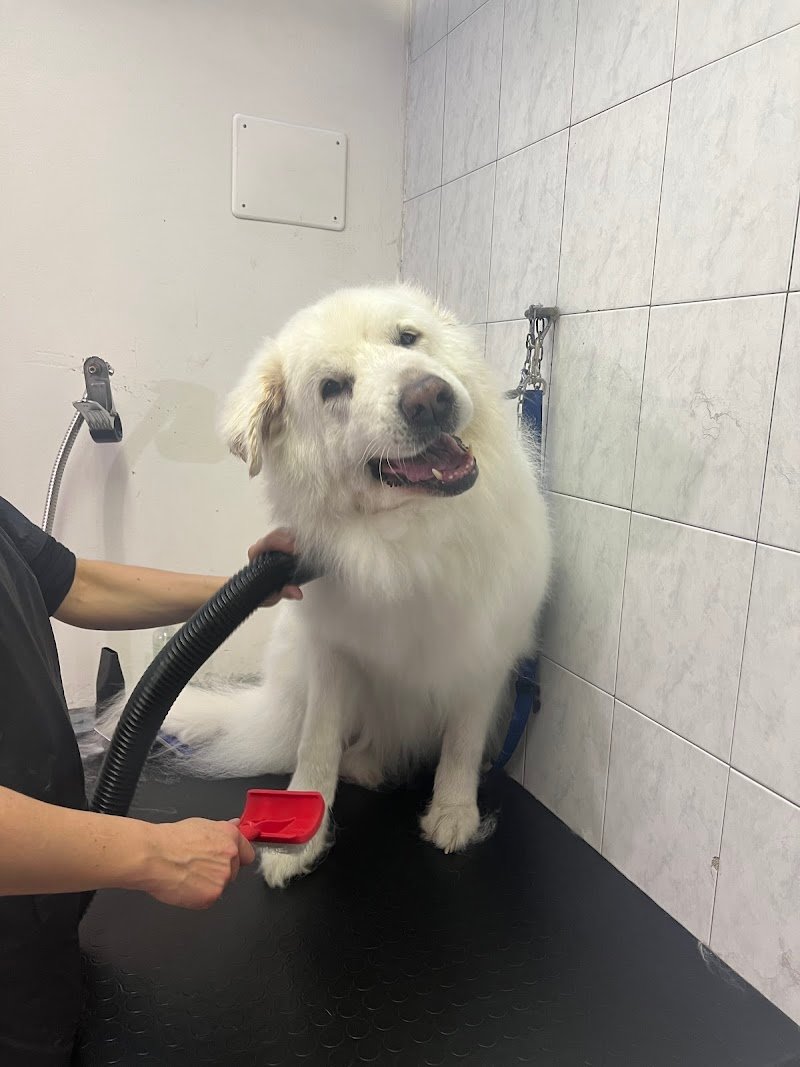 Hundesalon Nellydog - Salone per cani Nellydog - Foto 4