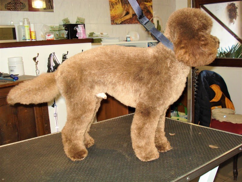 Hundesalon Nellydog - Salone per cani Nellydog - Foto 5