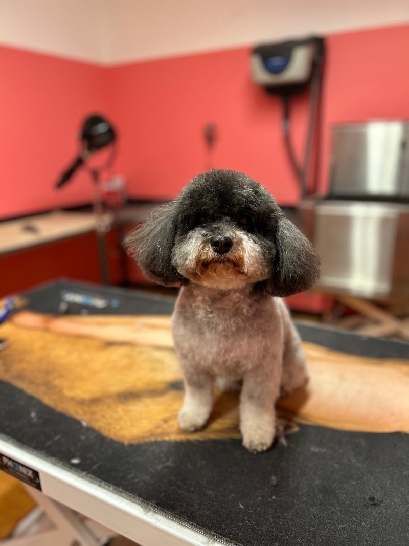 Hundesalon The Grooming Garage - Foto 2