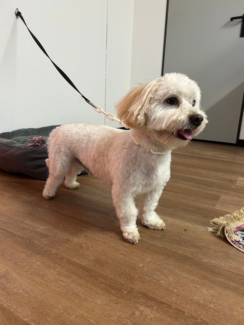 Hundesalon The Grooming Garage - Foto 4