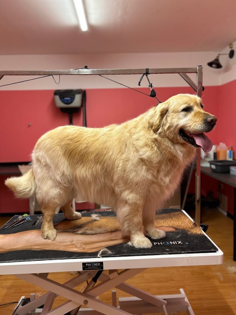 Hundesalon The Grooming Garage - Foto 5