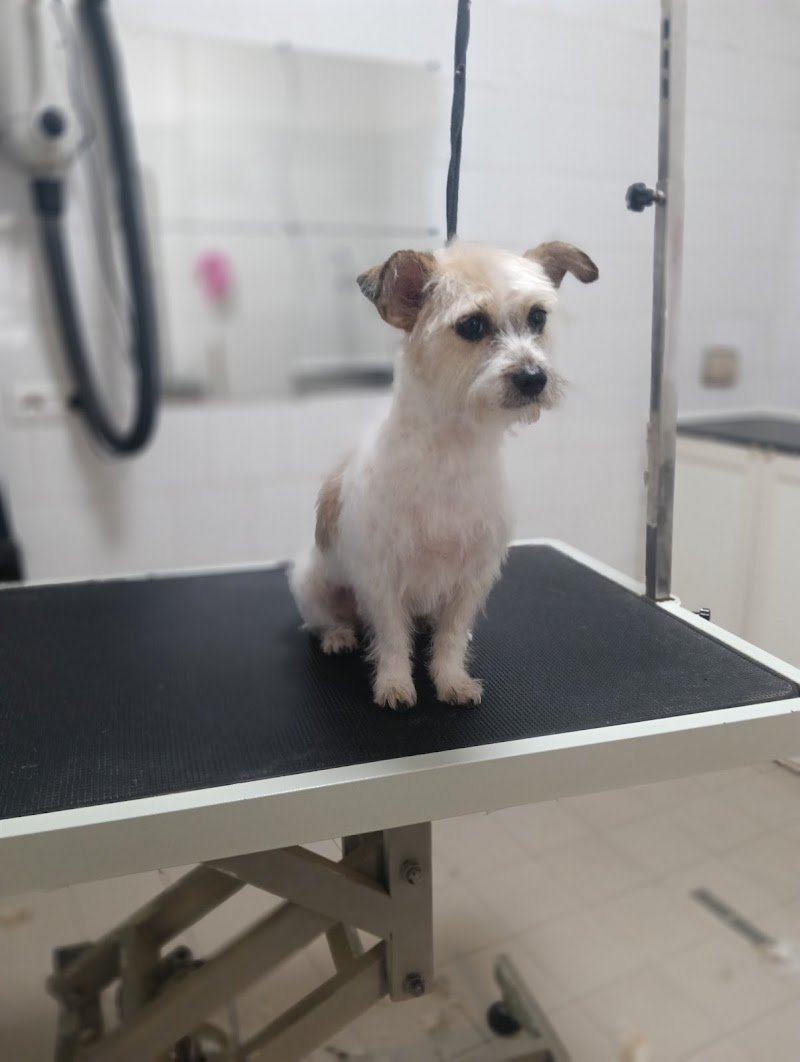 I Baffi di Dalì - Foto 1