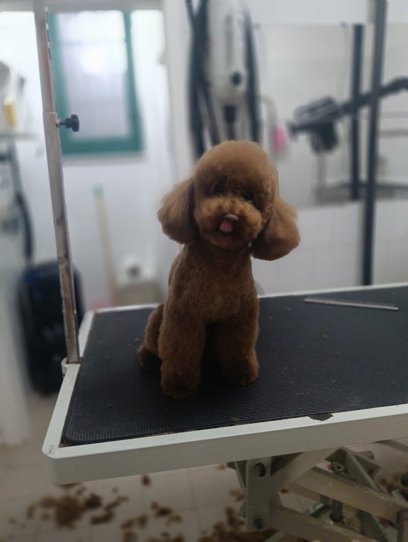 I Baffi di Dalì - Foto 3