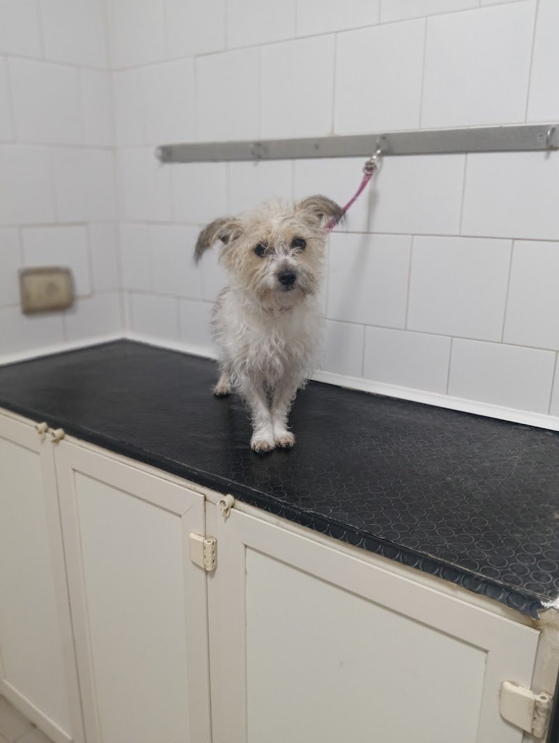 I Baffi di Dalì - Foto 5