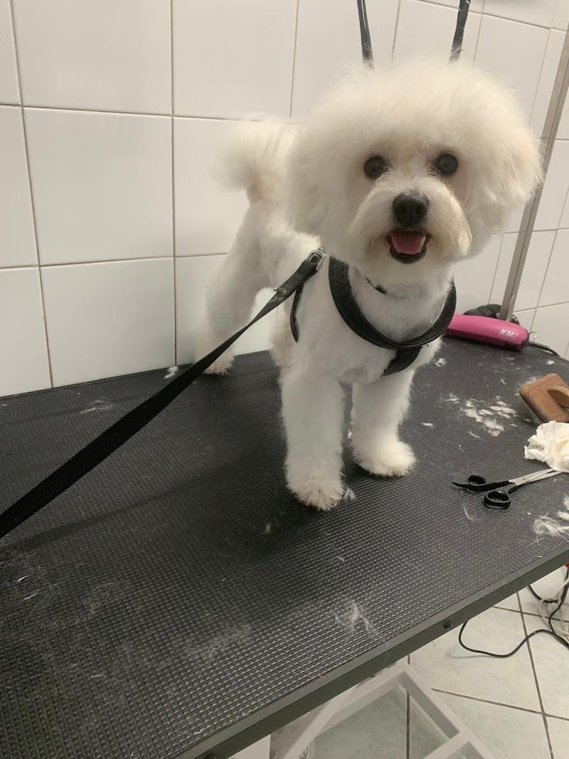 I Cuccioli di Anna - Foto 2