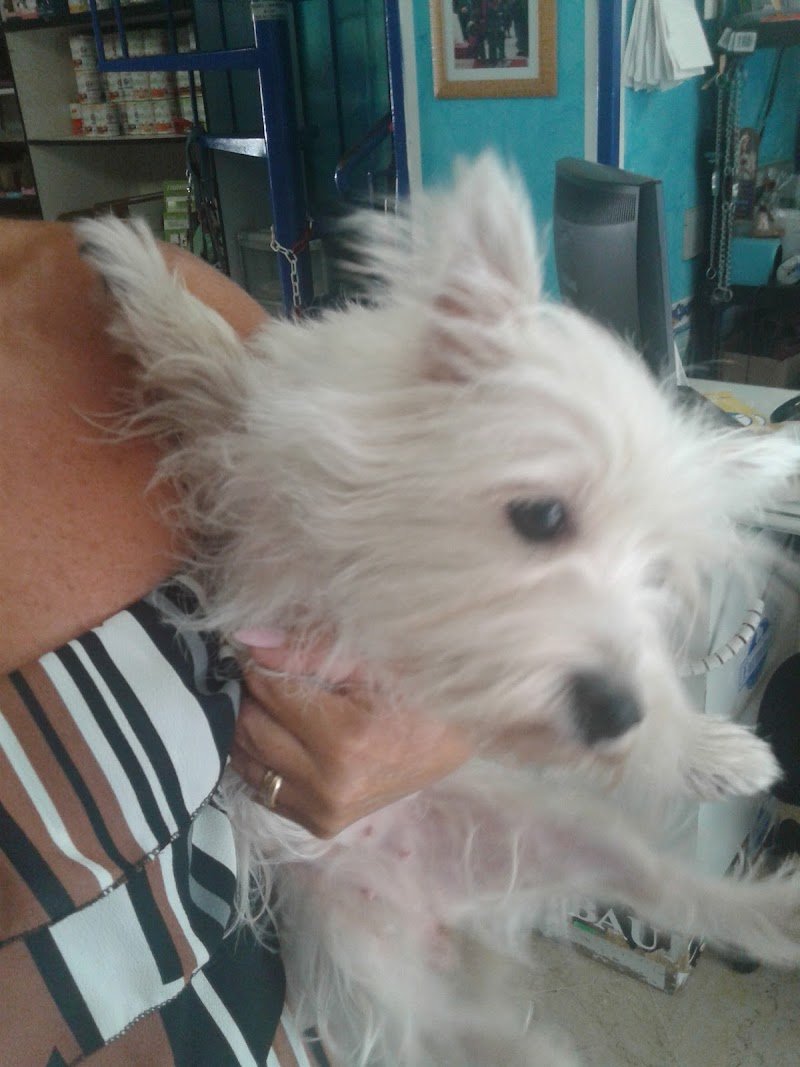 I Cuccioli di Casa Papa - Foto 1