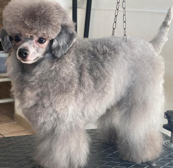 I cuccioli vanitosi toelettatura - beauty Spa - Foto 1