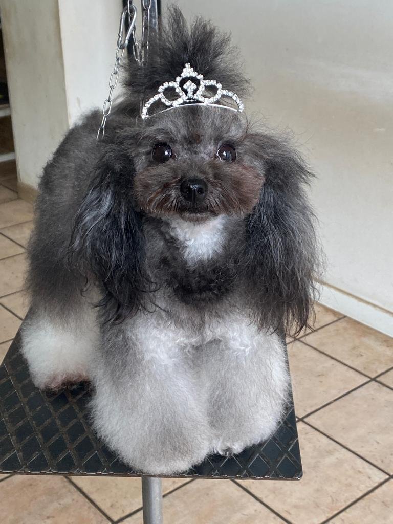 I cuccioli vanitosi toelettatura - beauty Spa - Foto 2