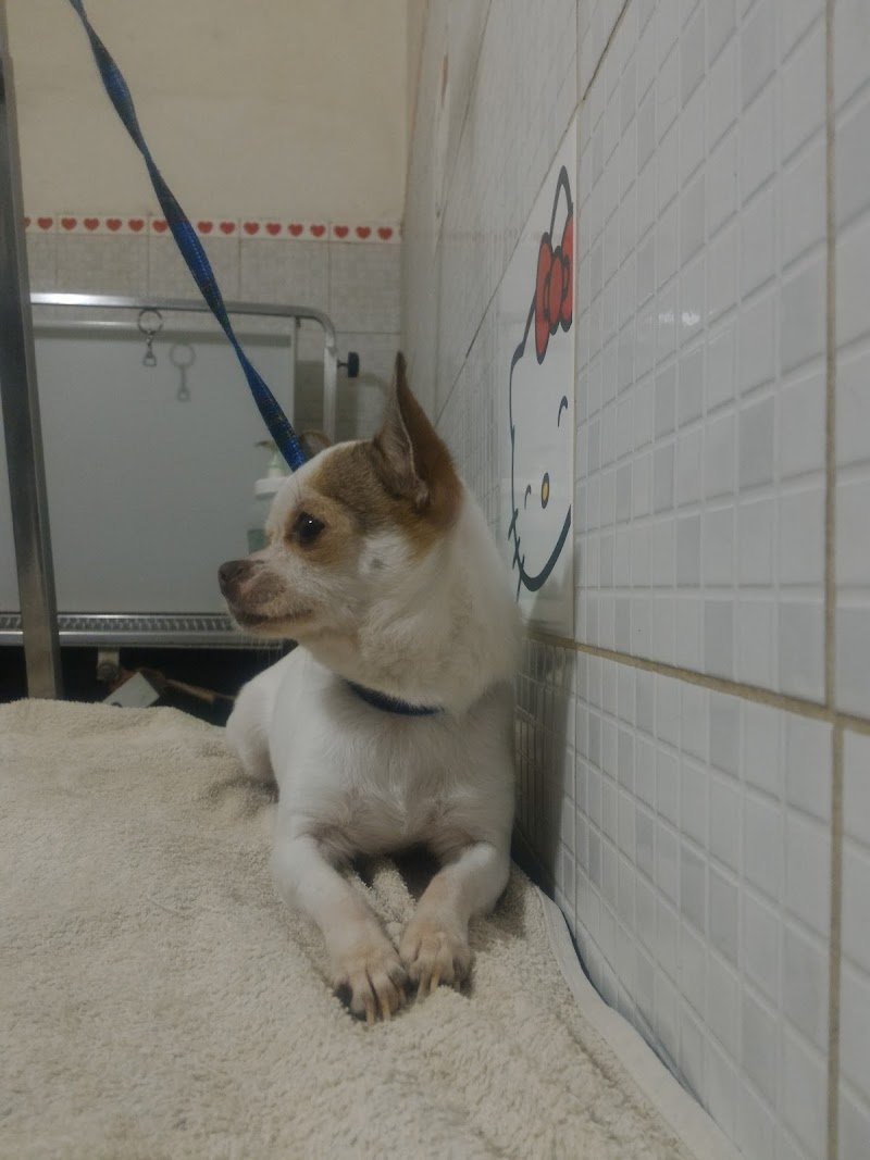 I Love Dogs - Foto 1