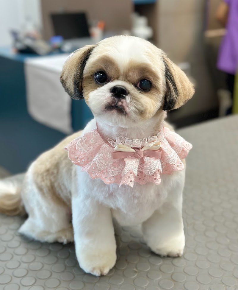 I LOVE PETS SALONE DI TOELETTATURA - Foto 2