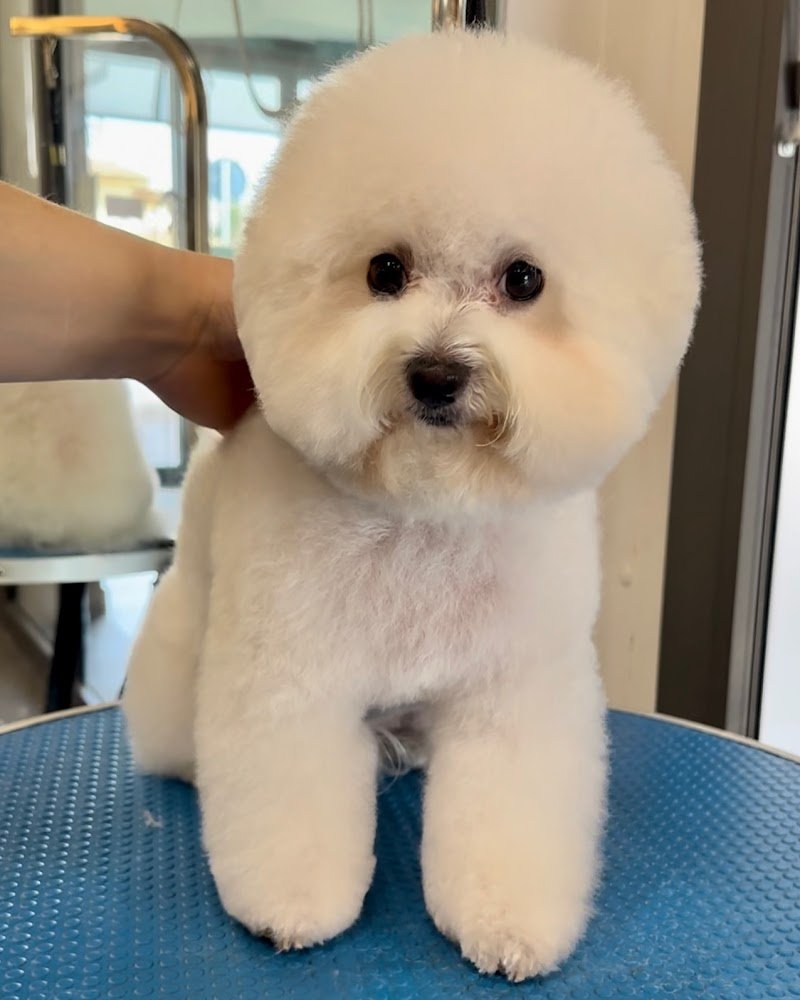 I LOVE PETS SALONE DI TOELETTATURA - Foto 4