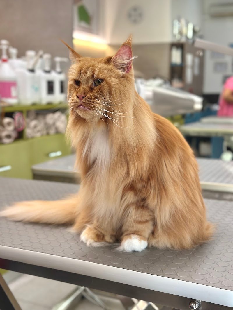 I LOVE PETS SALONE DI TOELETTATURA - Foto 5