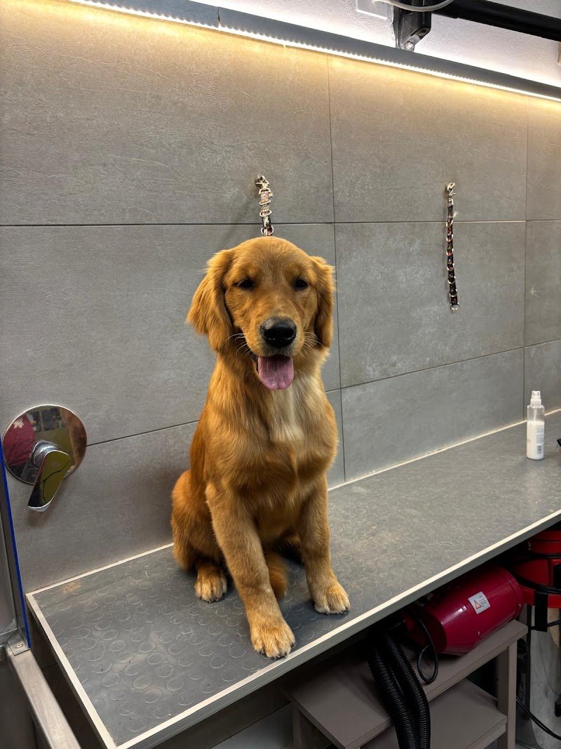 I LOVE PETS SALONE DI TOELETTATURA - Foto 6