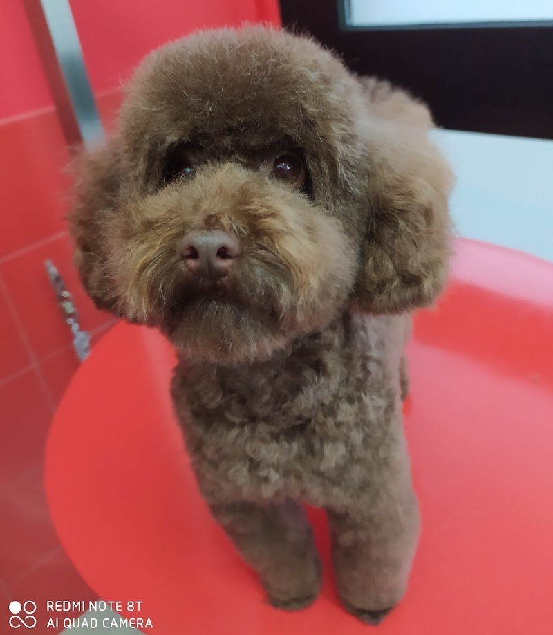 I MIEI AMICI - Foto 1