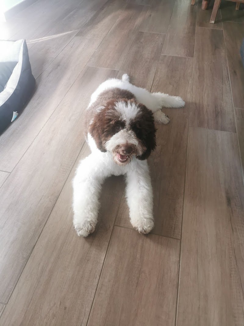 I MIEI AMICI - Foto 2