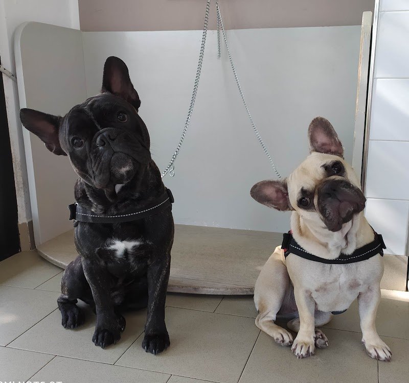 I MIEI AMICI - Foto 3